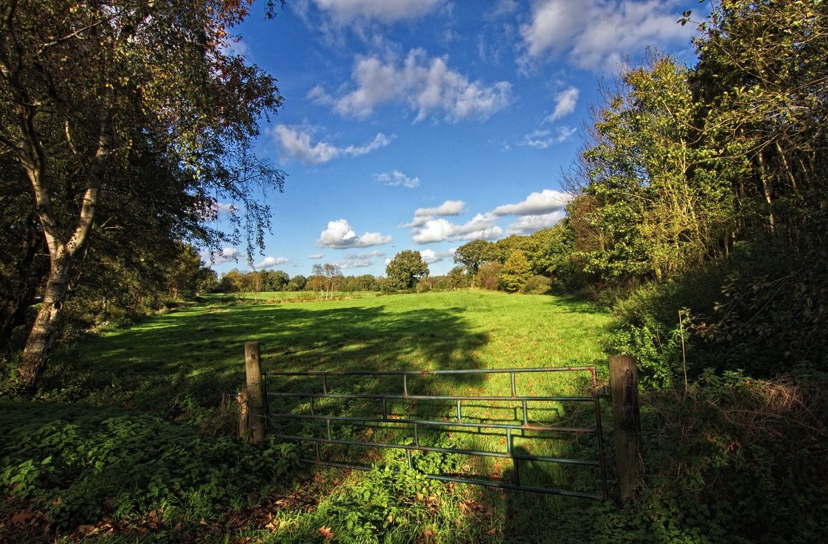 An der Weide: Geschichte, Nutzung und Bedeutung der Sal-Weide