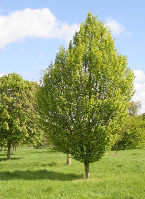 C. Betulus: Häufige Irrtümer und botanische Fakten zur Hainbuche