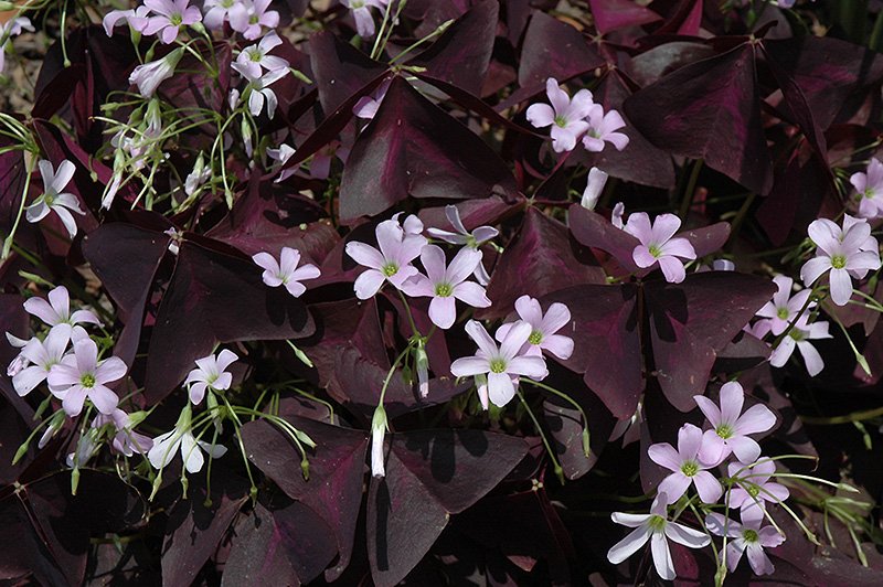 Oxalis regnellii triangularis: Pflege, Herkunft und Besonderheiten